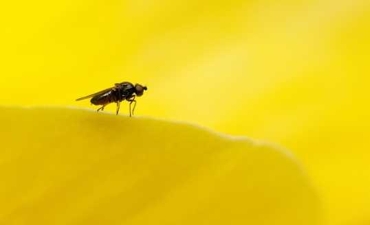 Apakah Lalat Kamar Mandi Berbahaya?