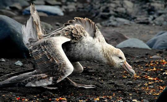 Peneliti Menemukan Fosil Burung Petrel Raksasa di New Zealand