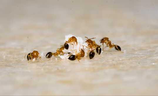 Tips Mengusir Semut dari Rumah dengan Bahan Alami